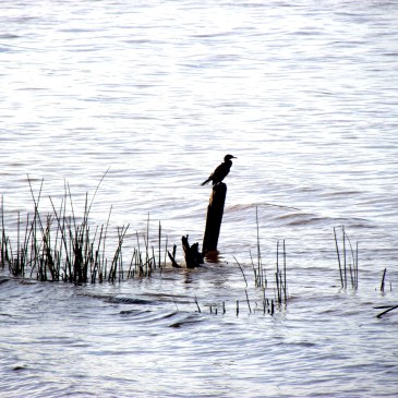Lo que anhela tu corazón